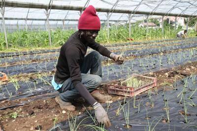 Illustration L'Atelier et Chantier d'Insertion les jardins d'IDéES